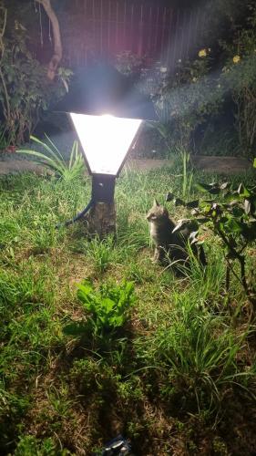 a cat laying in the grass next to a light at Departamento El Membrillo in Valle
