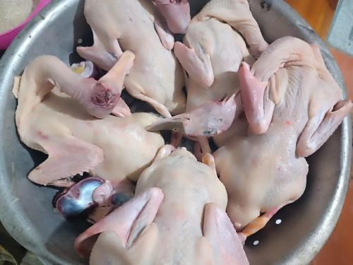 a group of chickens in a metal bowl at Pù Luông Sala Homestay in Hương Bá Thước