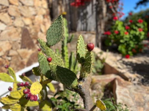 Gallery image of Villa Ira Gongilo R9048 in Porto Rotondo