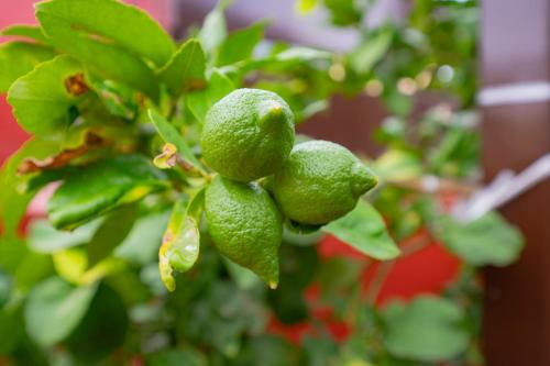 a bunch of green fruit on a tree at La Asomada del Gato in La Laguna