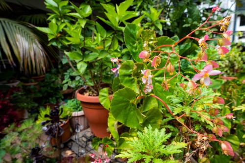 a group of plants and flowers in a garden at La Asomada del Gato in La Laguna