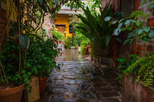 a stone walkway in a garden with plants at La Asomada del Gato in La Laguna