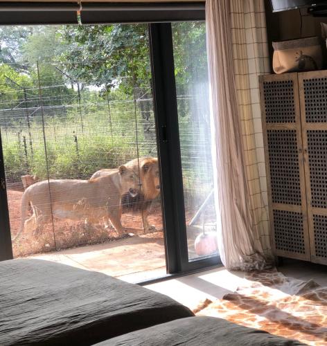 a dog is standing outside of a window at Simba Safaris African Pride Exotic Lodge in Lephalale