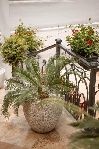 a plant in a large pot on a balcony at ALLEGRIA HOTEL Spa in Baile Unu Mai