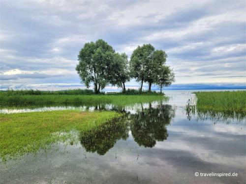two trees on a small island in the water at Little Tiny Village Haus 2 in Fußach
