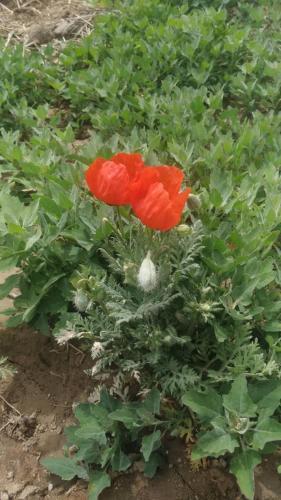two red flowers on a green plant at Yurt Hill in Tong
