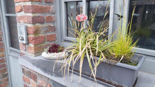 a window sill with some plants next to a window at Le basecamp des sommets in Stavelot