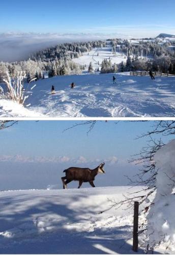 Le chamois mont d'or v zimě