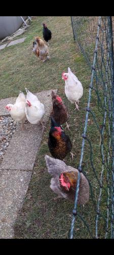a group of chickens standing in the grass near a fence at Little Tiny Village Haus 2 in Fußach