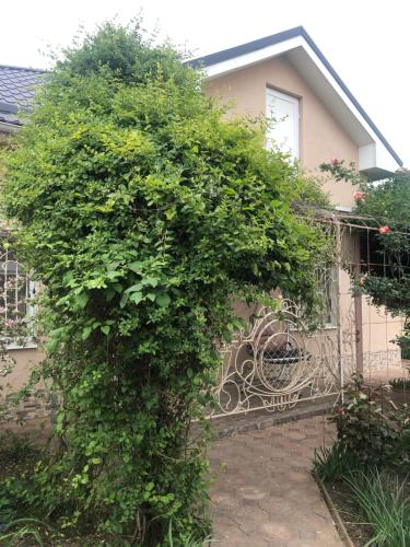 a large green bush in front of a house at УЮТНЫЙ ДОМ ДЛЯ ОТДЫХА, город-Бендеры ,Приднестровье in Bender