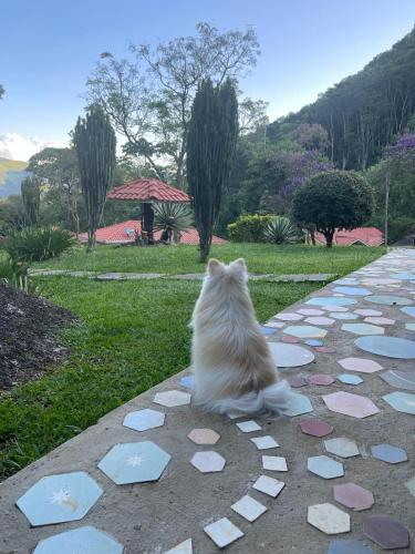 a white cat sitting on a stone path at Pousada Caminhos de Gaia in São Francisco Xavier