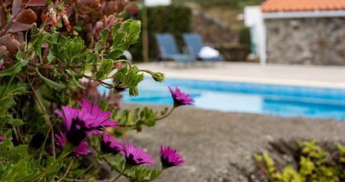 a bunch of purple flowers next to a swimming pool at Charming Holiday House - House & Apartment in Biscoitos