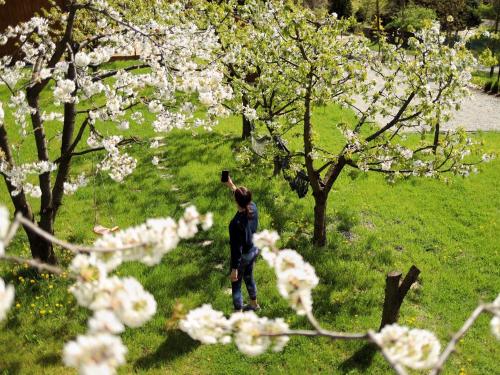 een man die naast een boom met bloemen staat bij Czereśniowe Wzgórze Sandomierz in Sandomierz