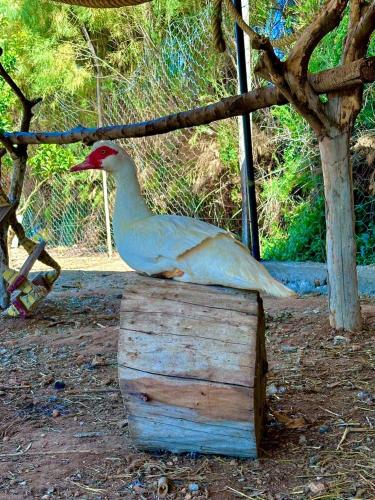 a duck sitting on top of a wooden box at Dar louzir à Tazarka in Tazarka