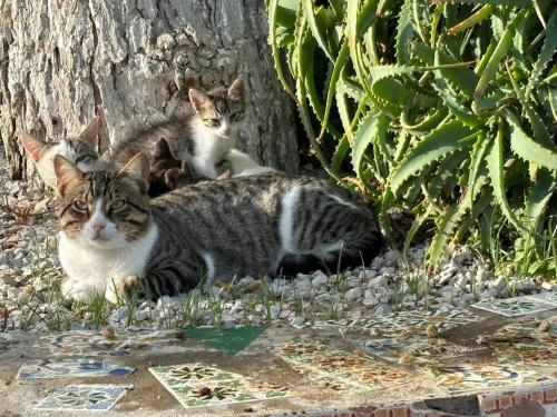 paru kotów leżących na trawie w obiekcie Dar louzir à Tazarka w mieście Tazarka