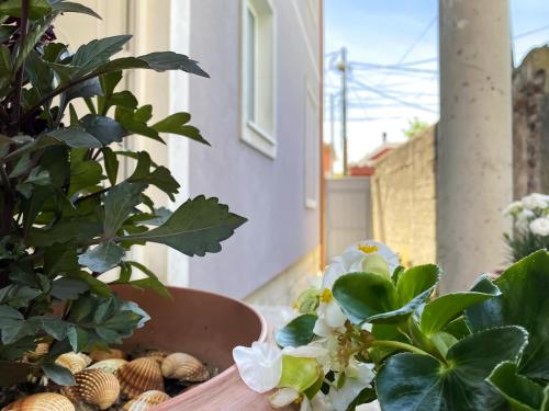 a balcony with plants and shells on a table at Northgate Apart-Villa in Shkodër