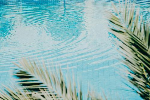 a reflection of a palm tree in the water at Hotel Bougainvillier Djerba in Taguermess