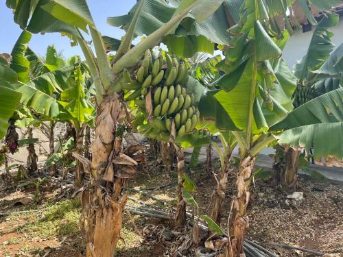 a bunch of bananas on a banana tree at De Michanna in Anarita