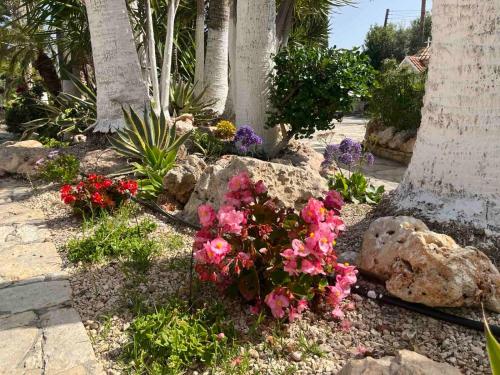 a garden with pink flowers and rocks and palm trees at De Michanna in Anarita