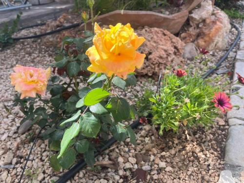 a garden with yellow and pink flowers and rocks at De Michanna in Anarita