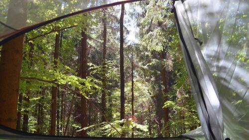 a view of a forest from a car window at Baumhaushotel Solling in Uslar