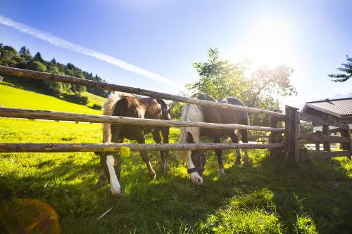 two horses are standing next to a fence at Oberhub am Kleinsonnberg in Taxenbach