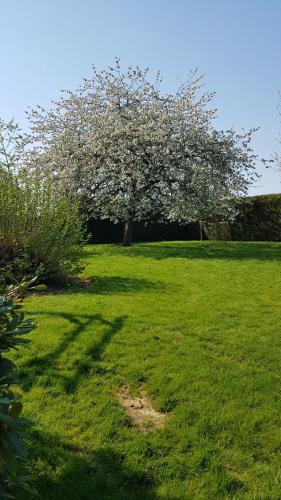 a tree in the middle of a field with green grass at Gîte de L'Oliviade - Campagne & Confort in Billancelles