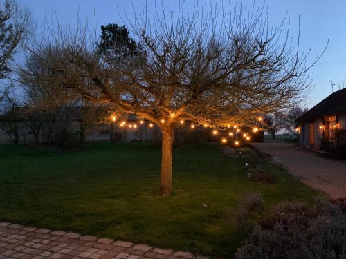 a tree with lights in a yard at night at Gîte de L'Oliviade - Campagne & Confort in Billancelles