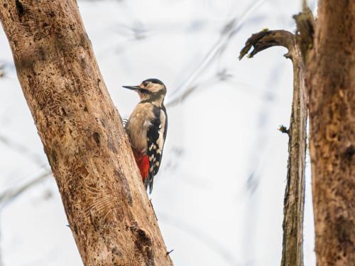 a bird perched on the side of a tree at Holiday Home Dancot by Interhome in Invermoriston