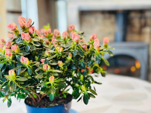 a plant with pink flowers in a blue pot at Le Val Thibaud in Buncey