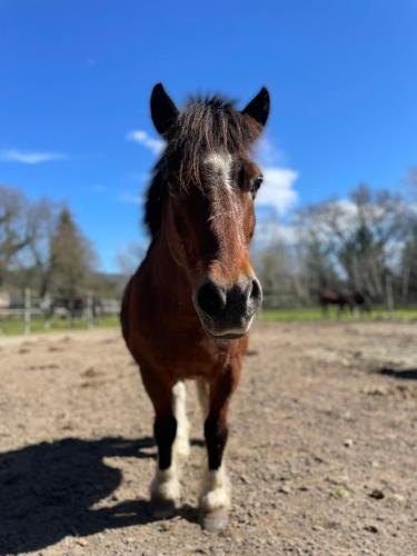 a brown horse standing in a dirt field at Appartement à la campagne in LʼIsle-sur-la-Sorgue