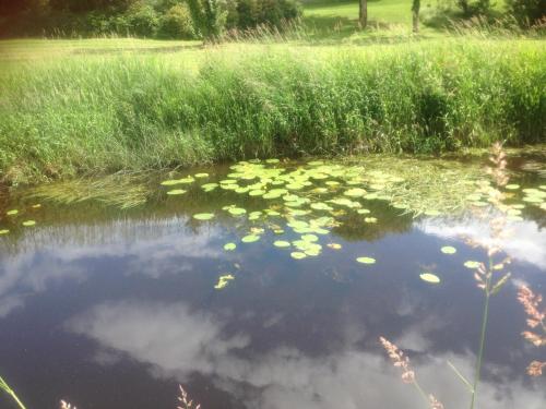 a pond with water lilies in a grassy field at Woodside Self Catering Lough Rynn in Mohill