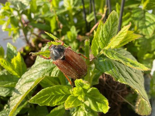 a brown beetle sitting on a leafy plant at Weingut Bastian in Brauneberg