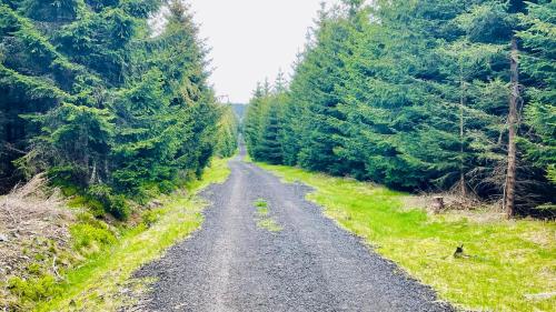 a dirt road through a forest with trees at Apartmány TWINS in Abertamy