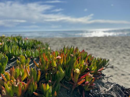 une plante sur la plage avec l'océan en arrière-plan dans l'établissement Casita Louise Maison de plage bohème, à Lucciana