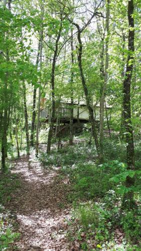 ein Waldgebiet mit einer Terrasse im Wald in der Unterkunft Camping Terre Rouge in Villecomtal