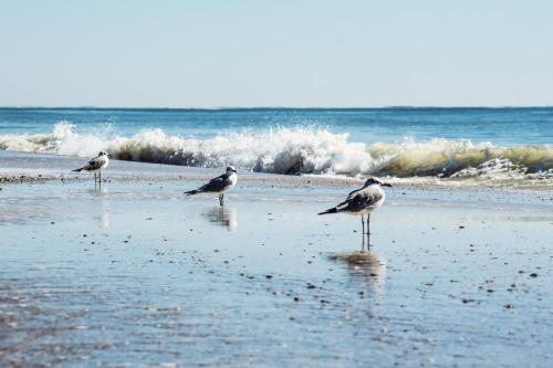 three birds standing on a beach near the ocean at Beautiful 3 Bedroom BEACHFRONT Condo (F3) - Sleeps 10 in Gulf Shores