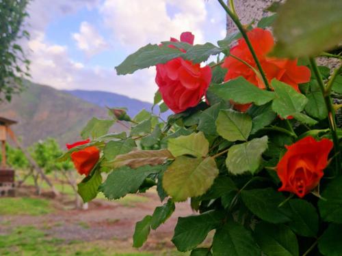 a bush of red roses with mountains in the background at GreenField GH in Yeghegnadzor