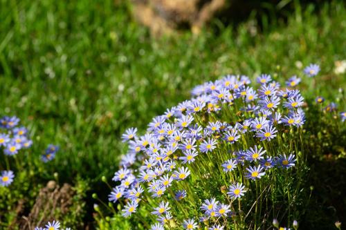 a bunch of blue flowers in the grass at Reinado de Dom Dinis in Dornes