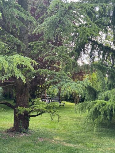 a large tree in a park with a park bench at B&B La Terrazza in Pozzolengo