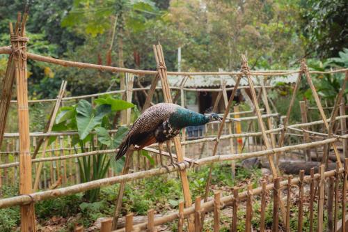 a peacock standing on top of a wooden fence at La Ponderosa Reserve in Buritaca