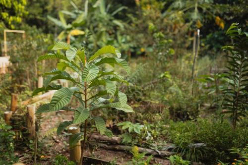 a small tree in a garden with green leaves at La Ponderosa Reserve in Buritaca