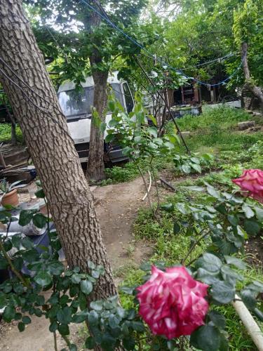 a car parked next to a tree with pink roses at avtostop.bicykle.tent in Meghri