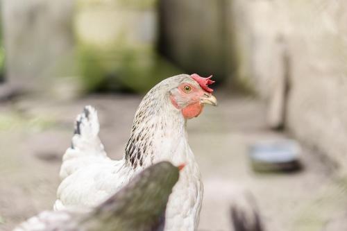 a white chicken with a red head standing on a sidewalk at Chalupa pod vysokou in Ludvíkov