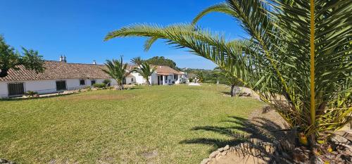 un palmier dans la cour d'une maison dans l'établissement Quinta do Lagar, à Albufeira