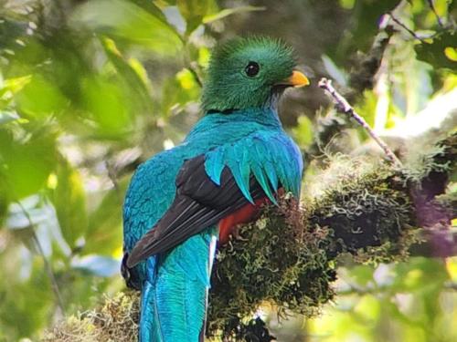 a colorful bird sitting on a tree branch at Tangara Lodge in San Gerardo de Dota
