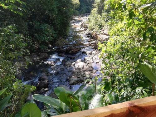a stream in the middle of a forest at Hacienda Mil Bellezas - Private 40ha Jungle Reserve in Quepos