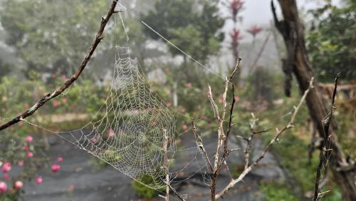 a net on a tree branch with pink flowers at Romantic house 2 on a pine hill Dalat in Da Lat