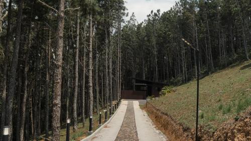 a path in the middle of a forest of trees at Cozy Hideaway in the Mountains of Altos de María in Lagartero