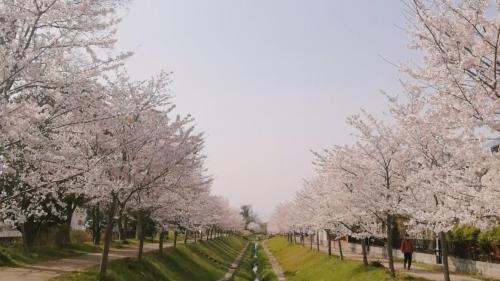 a row of trees with pink flowers on them at Vessel Inn Shigamoriyama Station in Moriyama